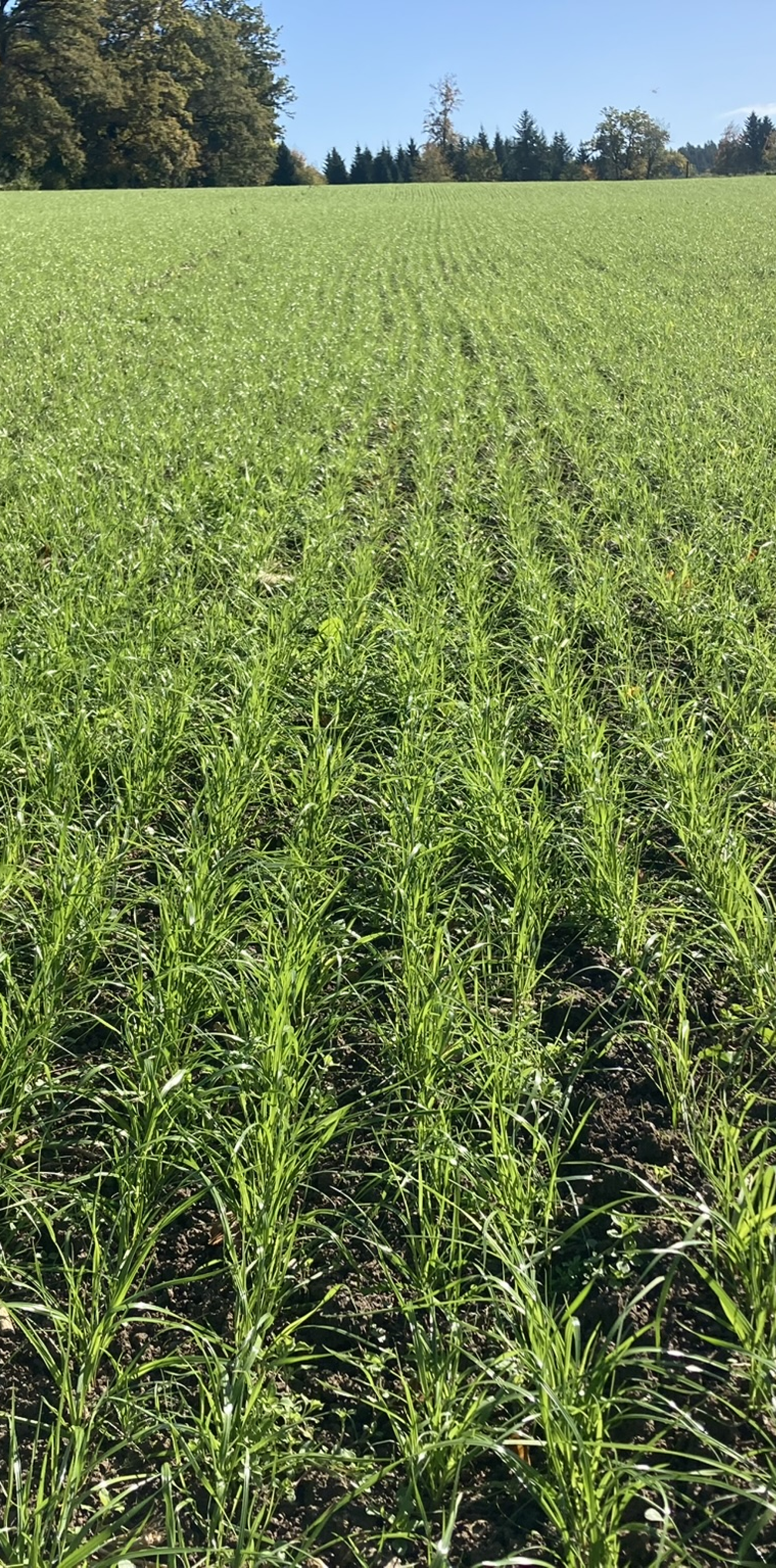 Lohnunternehmer im Traktor